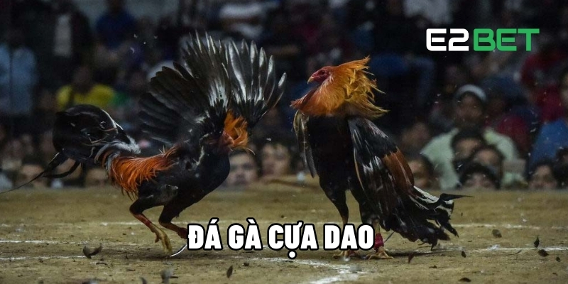 Đá Gà Cựa Dao – Trận Đấu Kịch Tính, Cược Hấp Dẫn Từng Giây Tại E2BET 1 Đá gà cựa dao