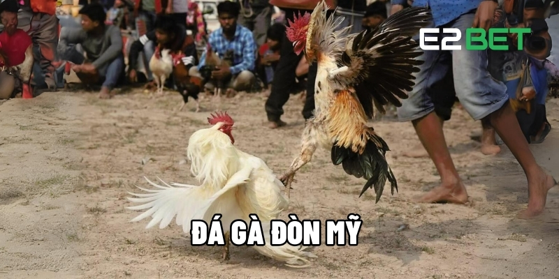 Đá gà đòn Mỹ