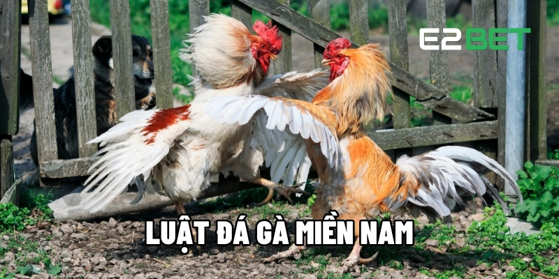Luật Đá Gà Miền Nam - Quy Định Quan Trọng Mọi Người Chơi Nên Nắm Tại E2BET 1 Luật đá gà miền Nam